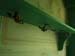 Underneath shelf hooks